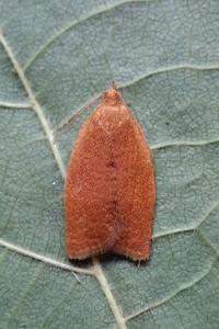 <i>Clepsis consimilana</i>
