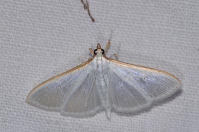 <i>Palpita vitrealis</i>