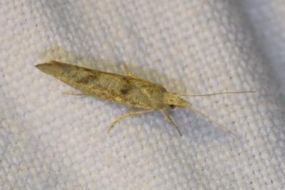 <i>Ypsolopha alpella</i>