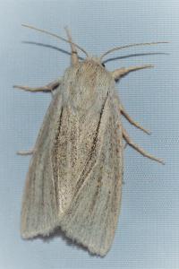 <i>Acronicta albovenosa</i>