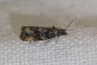 <i>Endothenia ustulana</i>