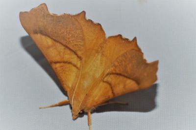 <i>Ennomos fuscantaria</i>