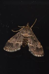 <i>Duponchelia fovealis</i>