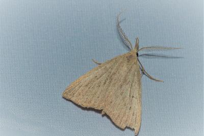<i>Macrochilo cribrumalis</i>