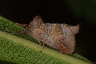 <i>Clostera pigra</i>