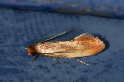 <i>Tinea semifulvella</i>