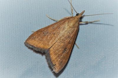 <i>Udea ferrugalis</i>