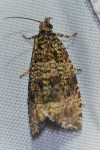 <i>Celypha lacunana</i>
