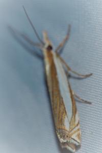 <i>Crambus pascuella</i>