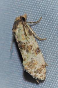 <i>Cochylis molliculana</i>