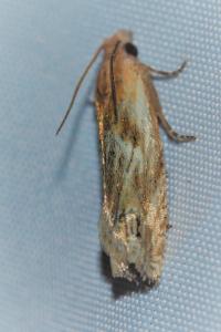 <i>Eucosma cana</i>