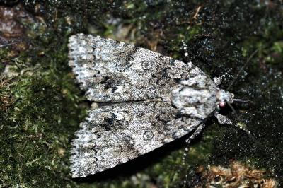<i>Acronicta rumicis</i>