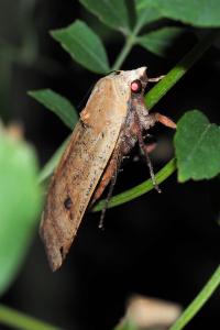 <i>Noctua pronuba</i>