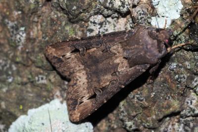 <i>Agrotis ipsilon</i>