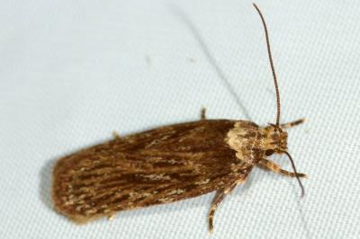 <i>Depressaria</i>