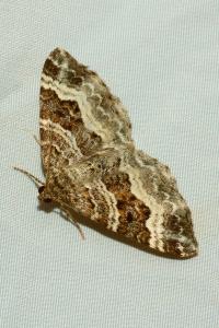 <i>Epirrhoe alternata</i>