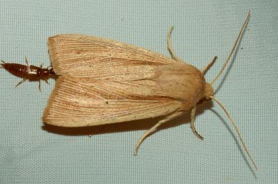 <i>Mythimna straminea</i>
