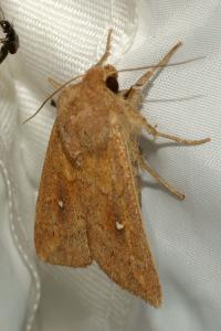 <i>Mythimna albipuncta</i>