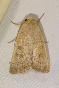 <i>Hoplodrina ambigua</i>