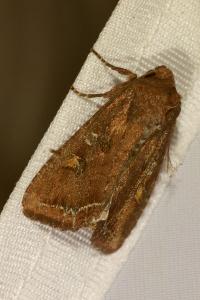 <i>Lacanobia oleracea</i>