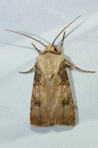 <i>Agrotis puta</i>