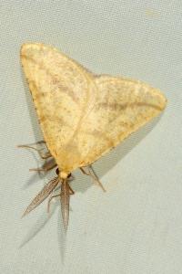 <i>Aspitates ochrearia</i>