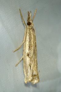 <i>Agriphila geniculea</i>
