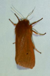 <i>Phragmatobia fuliginosa</i>