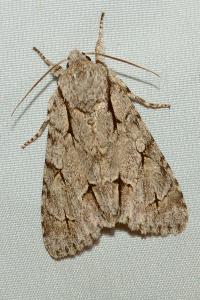 <i>Acronicta psi</i>