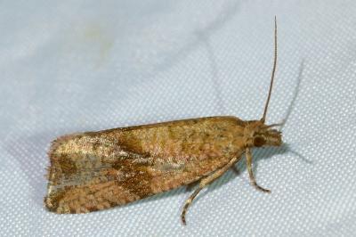 <i>Celypha striana</i>