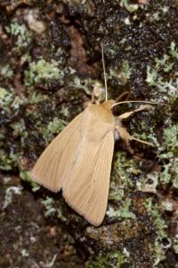 <i>Mythimna pallens</i>