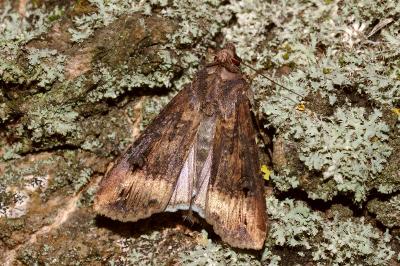 <i>Agrotis ipsilon</i>