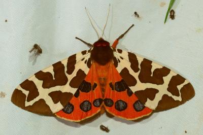 <i>Arctia caja</i>