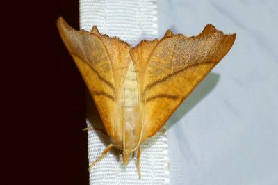 <i>Ennomos fuscantaria</i>