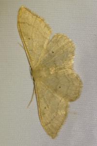 <i>Idaea straminata</i>