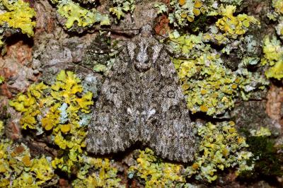 <i>Acronicta rumicis</i>