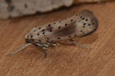 <i>Yponomeuta irrorella</i>