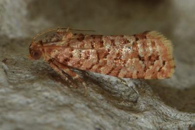 <i>Lozotaeniodes formosana</i>