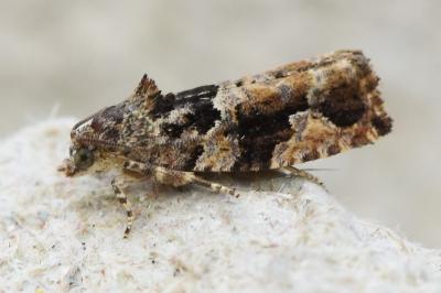<i>Eudemis profundana</i>