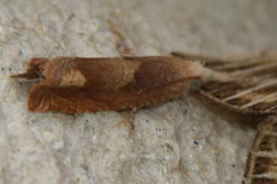 <i>Eucosma conterminana</i>