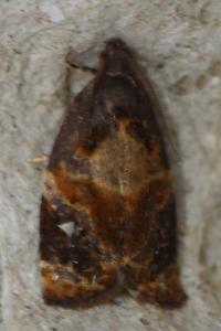 <i>Ditula angustiorana</i>