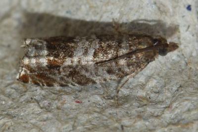 <i>Ancylis achatana</i>