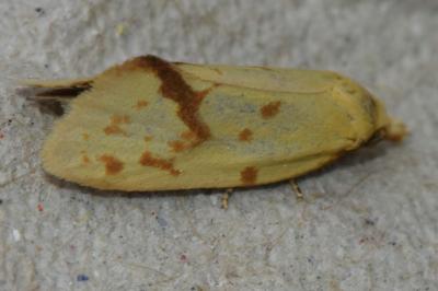<i>Agapeta hamana</i>