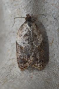 <i>Acleris variegana</i>