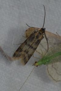 <i>Homoeosoma sinuella</i>