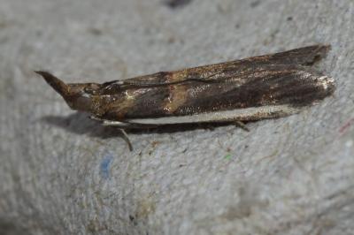 <i>Etiella zinckenella</i>