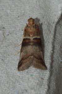 <i>Acrobasis tumidana</i>