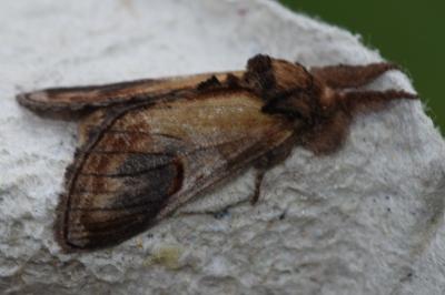 <i>Notodonta ziczac</i>