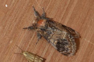 <i>Notodonta tritophus</i>
