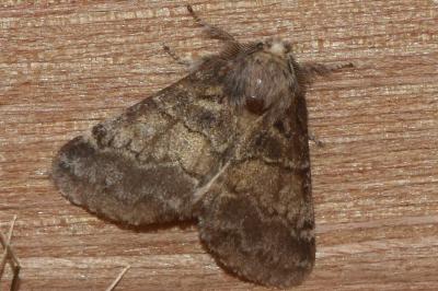 <i>Gluphisia crenata</i>